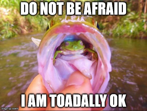 Wise Frog | DO NOT BE AFRAID I AM TOADALLY OK | image tagged in wise frog,AdviceAnimals | made w/ Imgflip meme maker