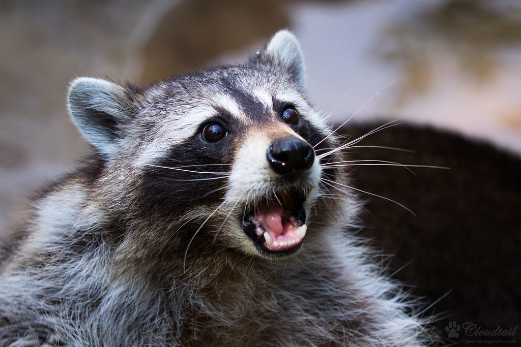 High Quality Astonished racoon Blank Meme Template
