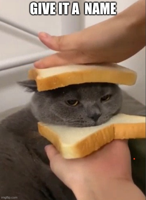 food | GIVE IT A  NAME | image tagged in cat sandwich,food | made w/ Imgflip meme maker