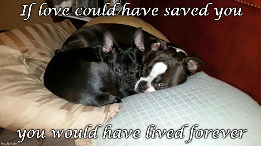 If Love Could Have Saved You | If love could have saved you; you would have lived forever | image tagged in dogs,fur babies,cancer | made w/ Imgflip meme maker