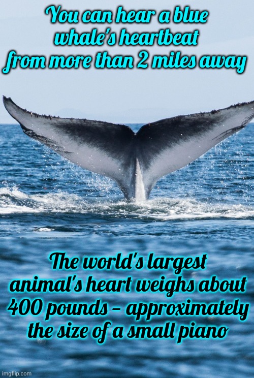 Wicked Cool Information | You can hear a blue whale's heartbeat from more than 2 miles away; The world's largest animal's heart weighs about 400 pounds — approximately the size of a small piano | image tagged in knowledge is power,if you know you know,now you know,cool knowledge,memes,over educated problems | made w/ Imgflip meme maker