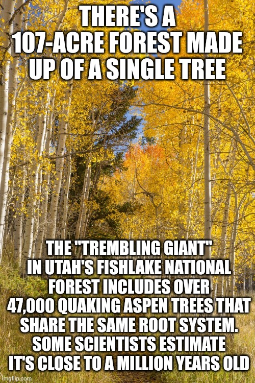 Wicked Cool | THERE'S A 107-ACRE FOREST MADE UP OF A SINGLE TREE; THE "TREMBLING GIANT" IN UTAH'S FISHLAKE NATIONAL FOREST INCLUDES OVER 47,000 QUAKING ASPEN TREES THAT SHARE THE SAME ROOT SYSTEM. SOME SCIENTISTS ESTIMATE IT'S CLOSE TO A MILLION YEARS OLD | image tagged in trees,life,wicked cool,knowledge is power,good to know,memes | made w/ Imgflip meme maker