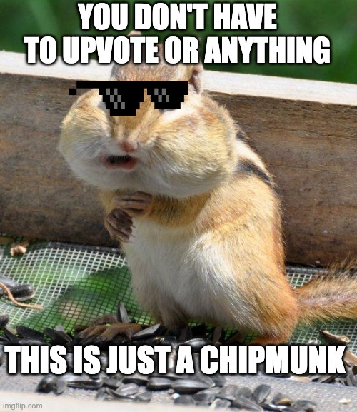 chipmunk moment | YOU DON'T HAVE TO UPVOTE OR ANYTHING; THIS IS JUST A CHIPMUNK | image tagged in chipmunk | made w/ Imgflip meme maker