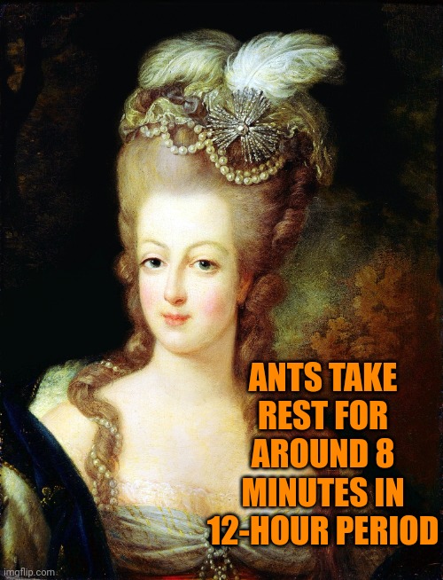 Ants Are Fascinating | ANTS TAKE REST FOR AROUND 8 MINUTES IN 12-HOUR PERIOD | image tagged in marie antoinette,ants,if you know you know,now you know,interesting useless information,memes | made w/ Imgflip meme maker