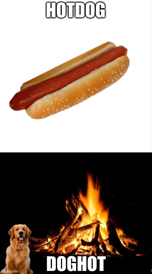 "Hi, I'd like to order a dogh- i mean hotdog please" | HOTDOG; DOGHOT | image tagged in funny,fun,memes | made w/ Imgflip meme maker
