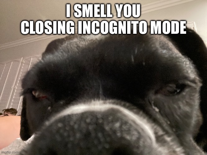 Snofff | I SMELL YOU CLOSING INCOGNITO MODE | image tagged in dog | made w/ Imgflip meme maker