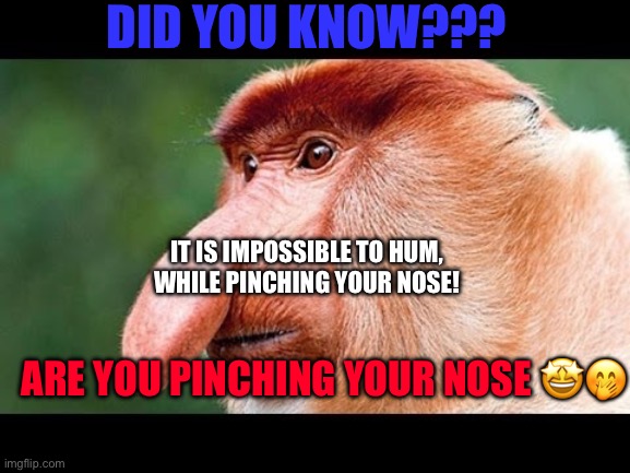 Gullible Much?? ? it’s true | DID YOU KNOW??? IT IS IMPOSSIBLE TO HUM, WHILE PINCHING YOUR NOSE! ARE YOU PINCHING YOUR NOSE 🤩🤭 | image tagged in big nose monkey | made w/ Imgflip meme maker