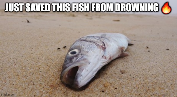 JUST SAVED THIS FISH FROM DROWNING 🔥 | made w/ Imgflip meme maker