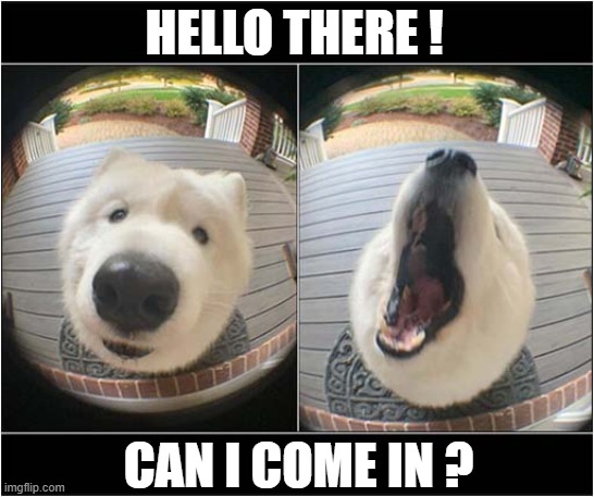 Dog On The Door Cam ! | HELLO THERE ! CAN I COME IN ? | image tagged in dogs,door,camera,hello there | made w/ Imgflip meme maker