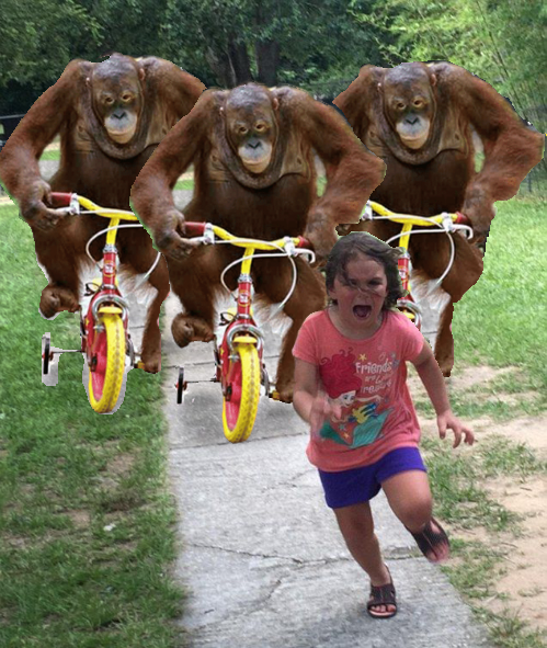 three orangutans on tricycle Blank Meme Template