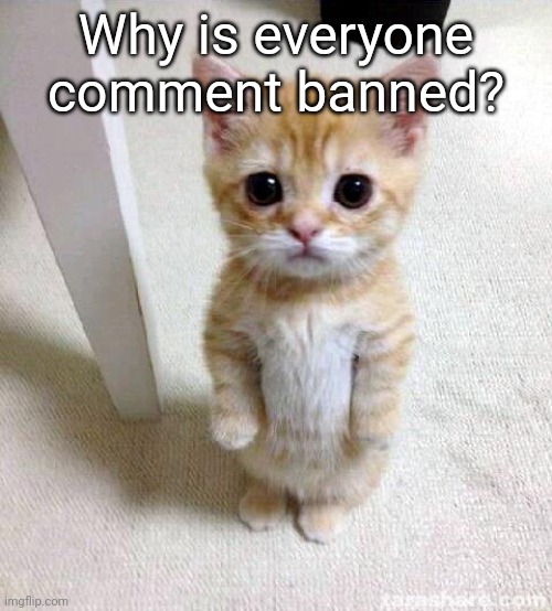 Cute Cat | Why is everyone comment banned? | image tagged in memes,cute cat | made w/ Imgflip meme maker