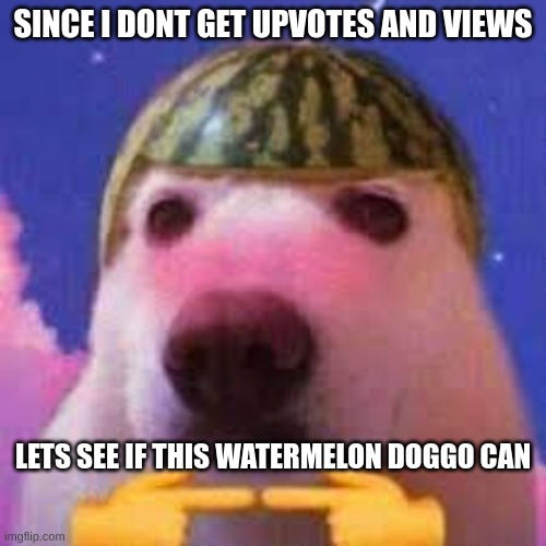 plz | SINCE I DONT GET UPVOTES AND VIEWS; LETS SEE IF THIS WATERMELON DOGGO CAN | image tagged in cute,dog,funny,memes,upvotes | made w/ Imgflip meme maker