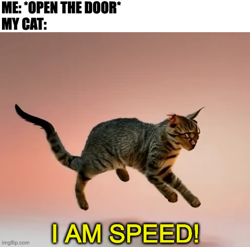 ME: *OPEN THE DOOR*
MY CAT:; I AM SPEED! | image tagged in memes,meme,funny,fun,cat,relatable | made w/ Imgflip meme maker