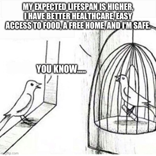 I'm sorry | MY EXPECTED LIFESPAN IS HIGHER, I HAVE BETTER HEALTHCARE, EASY ACCESS TO FOOD, A FREE HOME, AND I'M SAFE. YOU KNOW..... | image tagged in bird in a cage | made w/ Imgflip meme maker