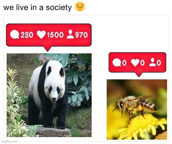 we live in a society instagram | image tagged in we live in a society instagram,memes,animal meme,funny animal meme,shitpost,nature | made w/ Imgflip meme maker
