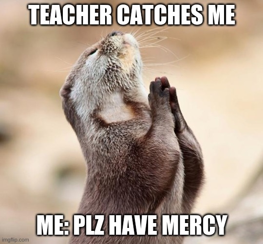 animal praying | TEACHER CATCHES ME; ME: PLZ HAVE MERCY | image tagged in animal praying | made w/ Imgflip meme maker
