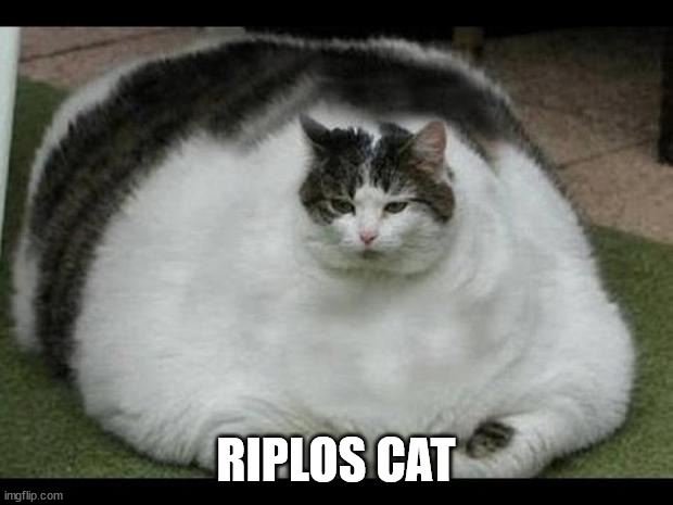 fat cat 2 | RIPLOS CAT | image tagged in fat cat 2 | made w/ Imgflip meme maker