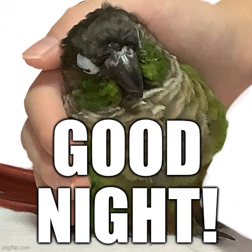 GreenNight | GOOD
NIGHT! | image tagged in birb,original meme,goodnight | made w/ Imgflip meme maker