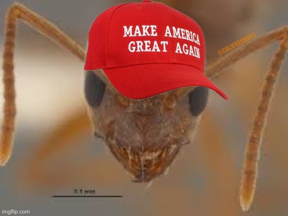 Meet Ant MAGA | @CALJFREEMAN1 | image tagged in donald trump,maga,republicans,gop,presidential race,joe biden | made w/ Imgflip meme maker
