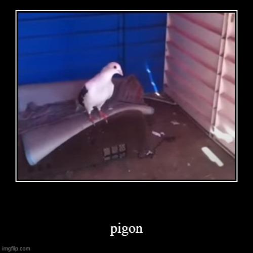 pigon | image tagged in funny,demotivationals | made w/ Imgflip demotivational maker