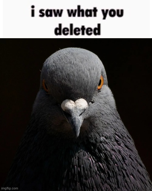 High Quality the pigon saw what you deleted Blank Meme Template