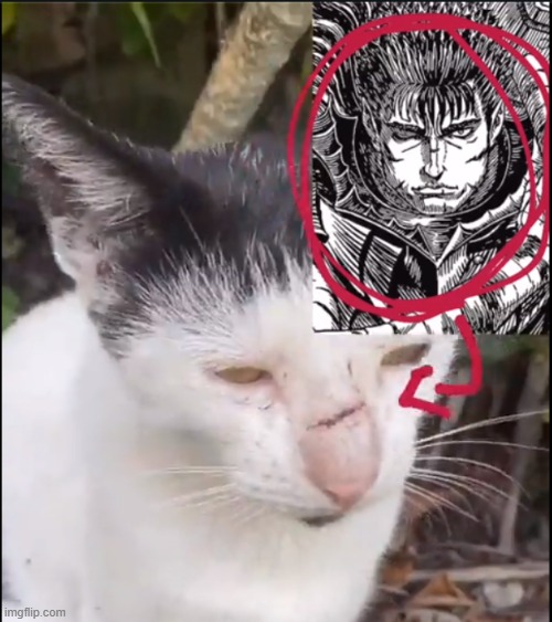 poor cat | made w/ Imgflip meme maker