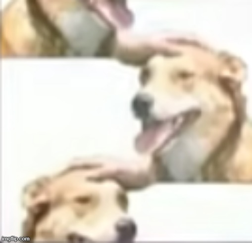 dog | image tagged in dog | made w/ Imgflip meme maker