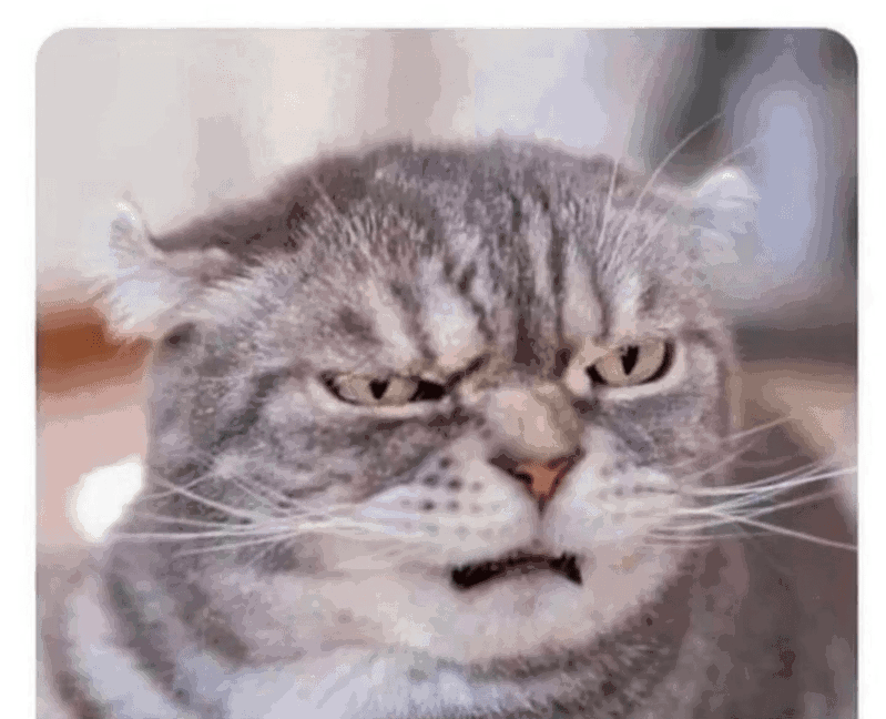 High Quality Grumpy irate cat Blank Meme Template