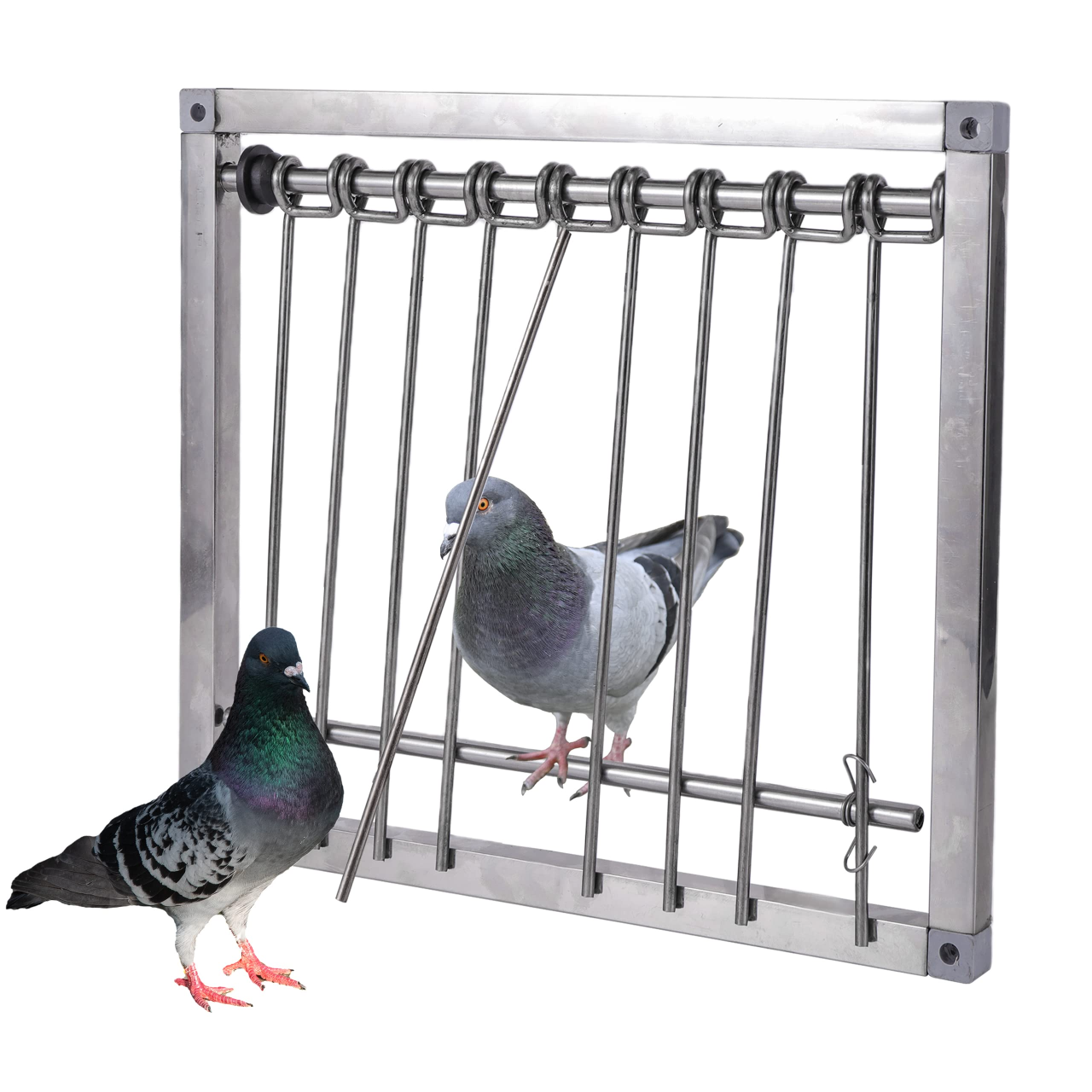 Pigeons trap Blank Meme Template