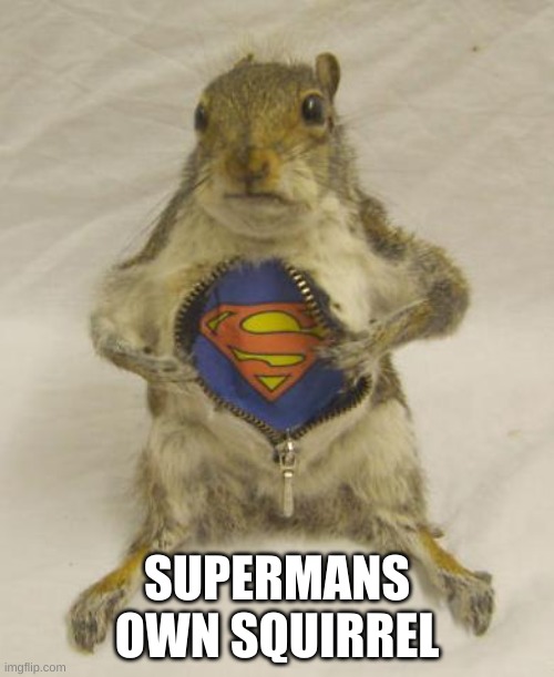 what will you do? | SUPERMANS OWN SQUIRREL | image tagged in this guy is a hero | made w/ Imgflip meme maker