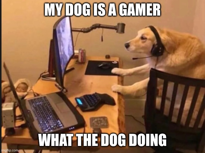 what the dog doing | MY DOG IS A GAMER; WHAT THE DOG DOING | image tagged in dog | made w/ Imgflip meme maker