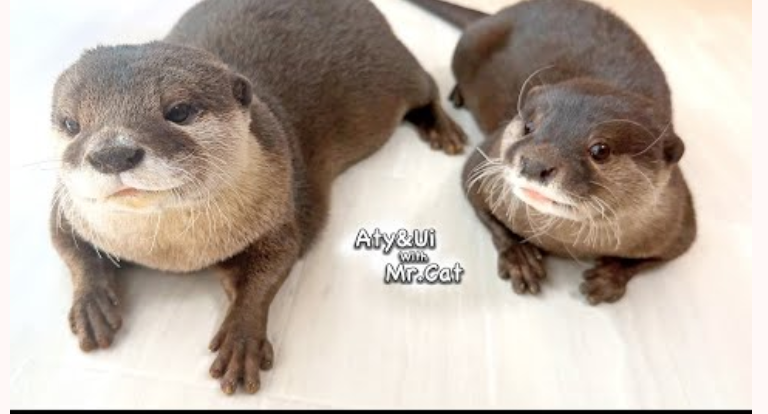 Aty And Ui Being Cute Blank Meme Template