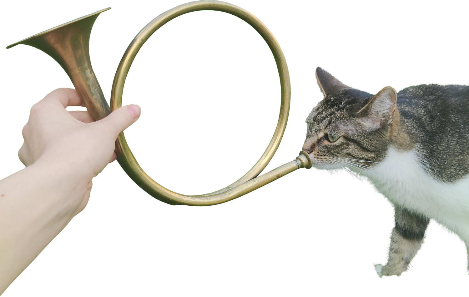 Cat Trumpet Blank Meme Template