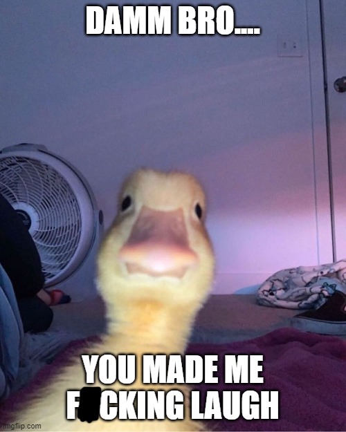 duck stare | DAMM BRO.... YOU MADE ME FUCKING LAUGH | image tagged in duck stare | made w/ Imgflip meme maker