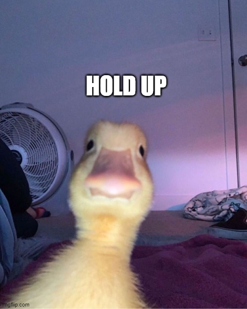 duck stare | HOLD UP | image tagged in duck stare | made w/ Imgflip meme maker