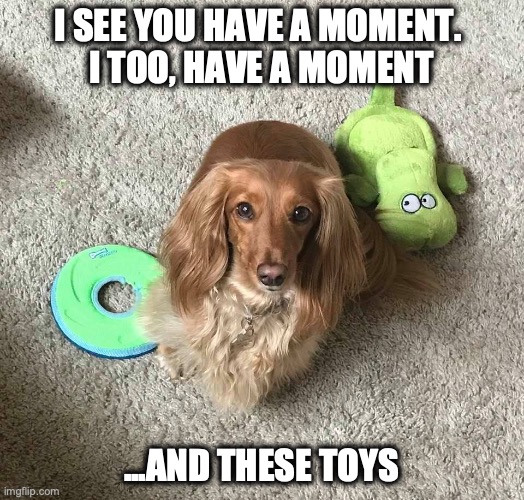 Sophie | I SEE YOU HAVE A MOMENT. 
I TOO, HAVE A MOMENT; ...AND THESE TOYS | image tagged in dogs,toys,play with me | made w/ Imgflip meme maker