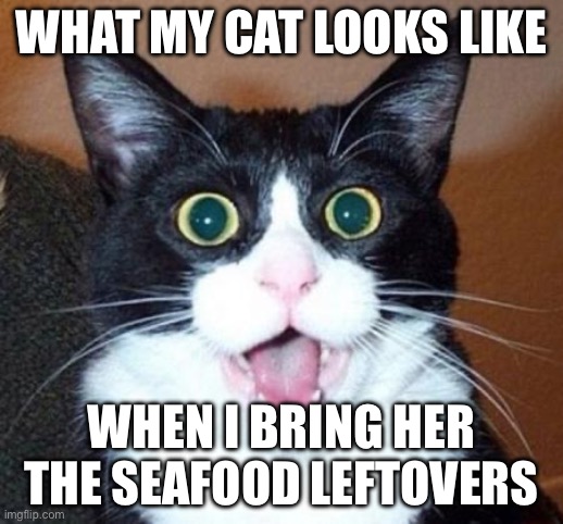 Surprised cat lol | WHAT MY CAT LOOKS LIKE; WHEN I BRING HER THE SEAFOOD LEFTOVERS | image tagged in surprised cat lol | made w/ Imgflip meme maker