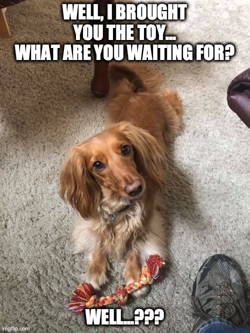 Sophie 2 | WELL, I BROUGHT YOU THE TOY...
WHAT ARE YOU WAITING FOR? WELL...??? | image tagged in dog,toy,play with me | made w/ Imgflip meme maker