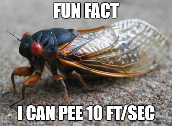 Cicada Fun Fact | FUN FACT; I CAN PEE 10 FT/SEC | image tagged in cicada | made w/ Imgflip meme maker