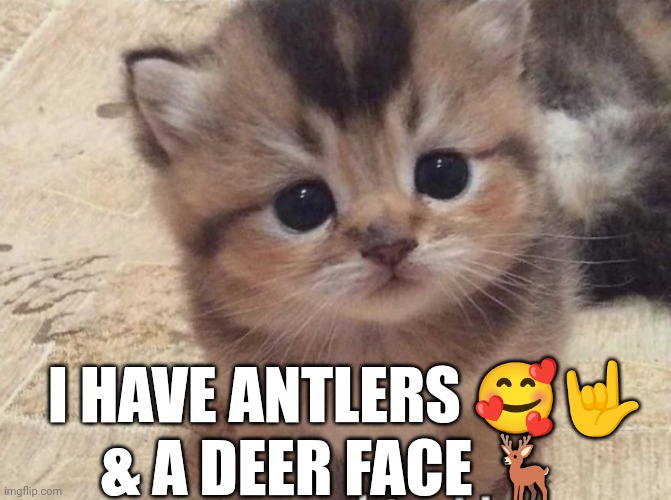 Deer Face | I HAVE ANTLERS 🥰🤟; & A DEER FACE 🦌 | image tagged in deer,happy cat | made w/ Imgflip meme maker