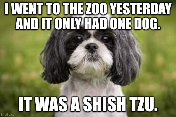 Shish tzu | I WENT TO THE ZOO YESTERDAY AND IT ONLY HAD ONE DOG. IT WAS A SHISH TZU. | image tagged in shish tzu | made w/ Imgflip meme maker