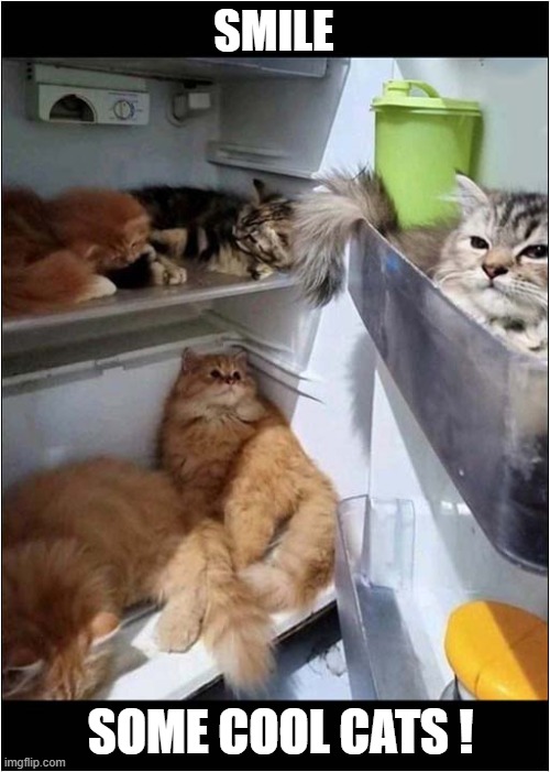 To The Fridge ! | SMILE; SOME COOL CATS ! | image tagged in cats,fridge,cool cats | made w/ Imgflip meme maker
