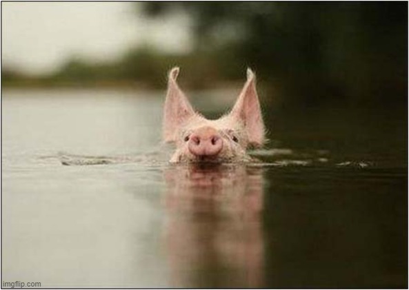 A Swimming Pig ! | image tagged in pigs,swimming | made w/ Imgflip meme maker