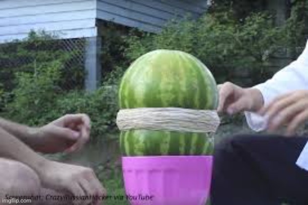 Rubber band watermelon | image tagged in rubber band watermelon | made w/ Imgflip meme maker