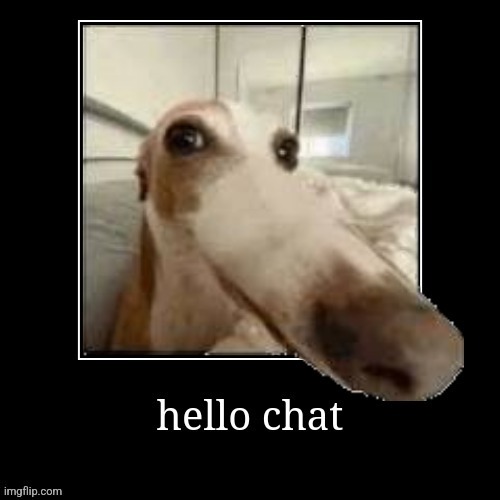 just turned my phone back on, anything I missed? | image tagged in hello chat dog | made w/ Imgflip meme maker