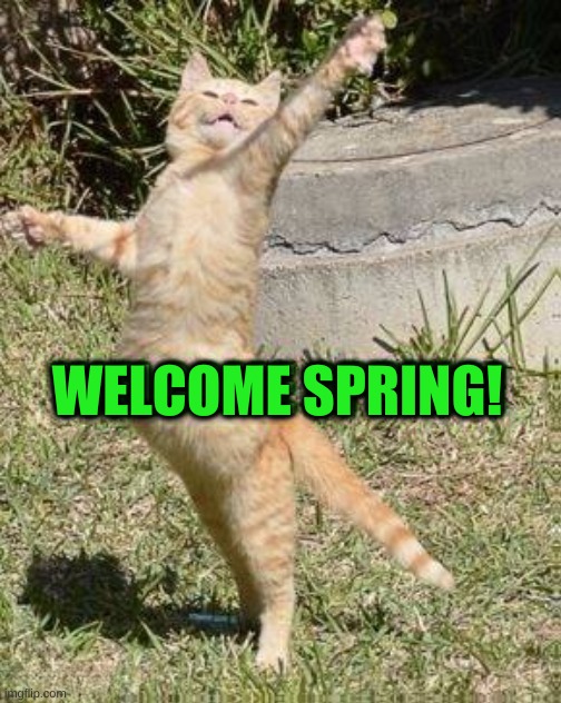 Happy Spring | WELCOME SPRING! | image tagged in cat,jumping,happy cat,spring,joy,what if | made w/ Imgflip meme maker
