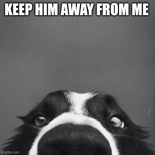 border collie | KEEP HIM AWAY FROM ME | image tagged in border collie | made w/ Imgflip meme maker