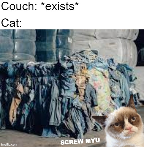 Couch: *exists*; Cat:; SCREW MYU | image tagged in cats,grumpy cat,funny | made w/ Imgflip meme maker