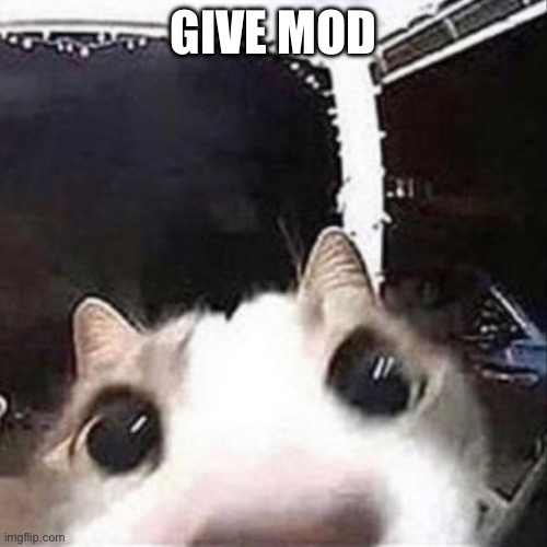 Cat sniff | GIVE MOD | image tagged in cat sniff | made w/ Imgflip meme maker