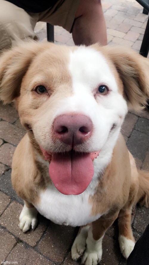 This is a golden retriever pit bull mix | made w/ Imgflip meme maker